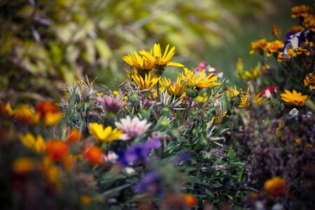 Last summer flowers in the evening lightの写真素材