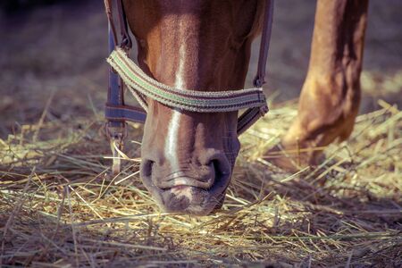 Brown horse eating hay in the stallの写真素材