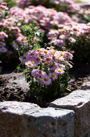 Autumn flowers in the parkの写真素材