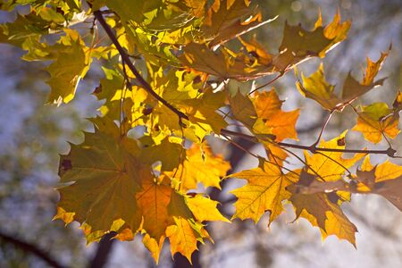 Yellow autumn leaves on the tree, fall seasonの写真素材