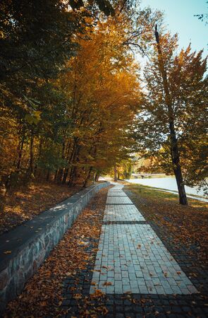 Autumn in the park, fall seasonの写真素材