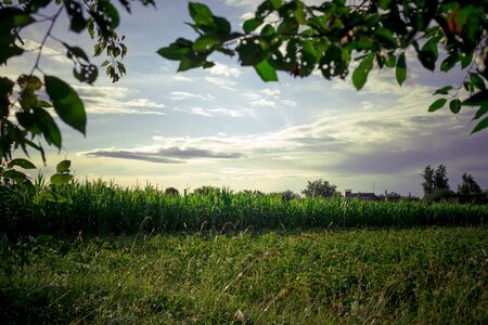 Beautiful landscape of a country farm surrounded by cornの写真素材