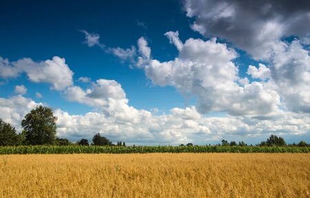 Wheat field under dramatic skiesの写真素材