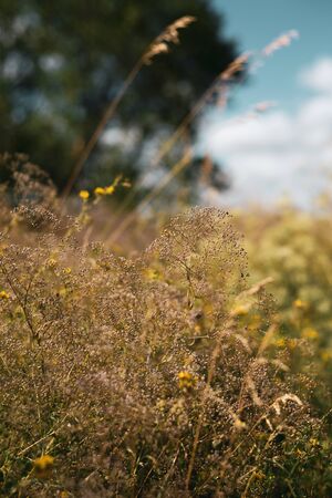 Simple field flowers, idyllic rural summer