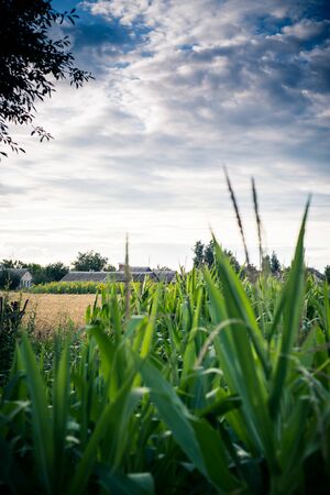 Beautiful landscape of a country farm surrounded by cornの写真素材