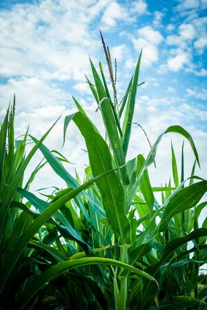 Tall green corn around the farmの写真素材