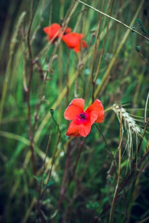 Simple field flowers, idyllic rural summerの写真素材