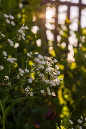 Simple field flowers, idyllic rural summerの写真素材