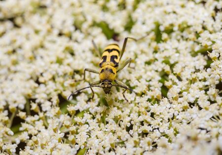 Beautiful beetle on the flowerの写真素材