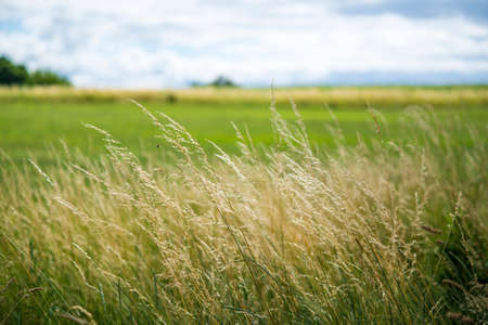 Summer country field in Ukraine, tall green grass