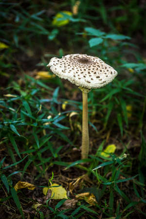 Tall mushroom in the summer forestの写真素材
