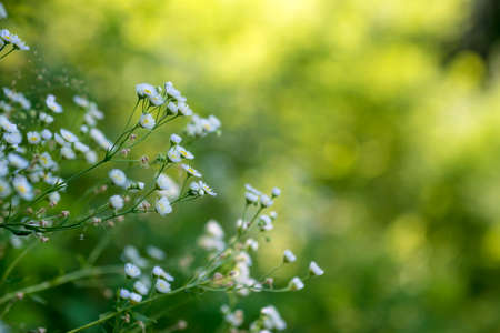 Beautiful summer flowers, wild natureの写真素材