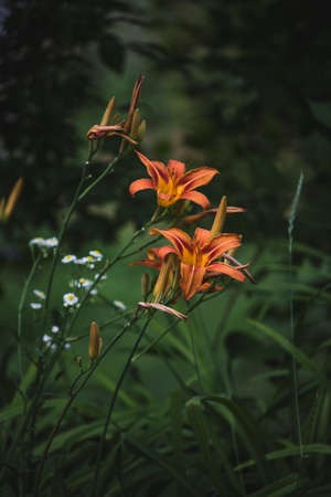 Beautiful summer flowers, wild natureの写真素材