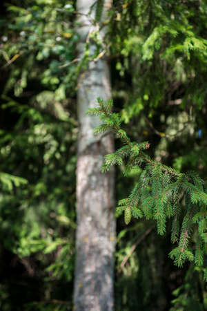 Calm summer forest, fairytale sceneryの写真素材