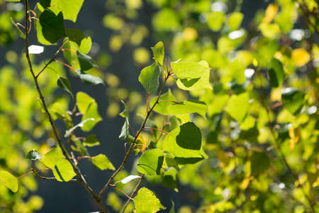 Green leaves on a tree branchの写真素材