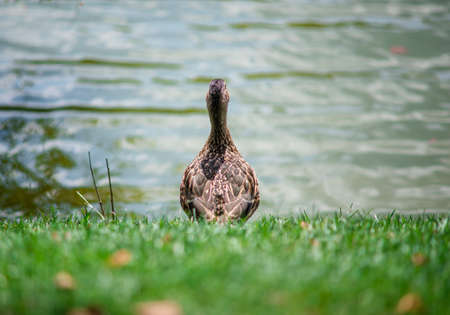 Thoughtful duck on the summer lakeの写真素材