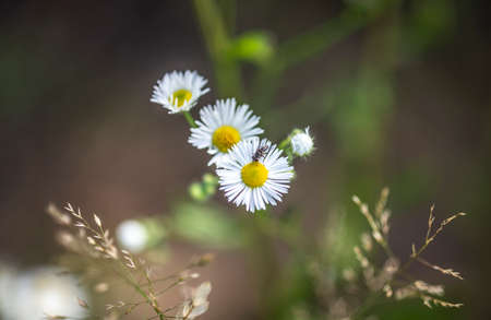 Beautiful summer flowers, wild nature