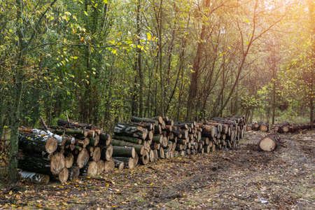 Log trunks pile, the logging timber forest wood industry