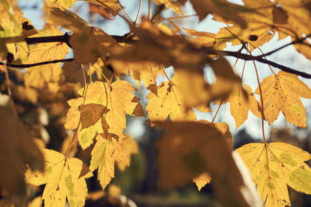 Beautiful autumn leaves on the treeの写真素材