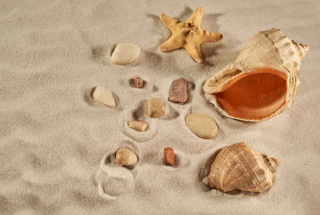 Starfish and sea shells on a beachの写真素材