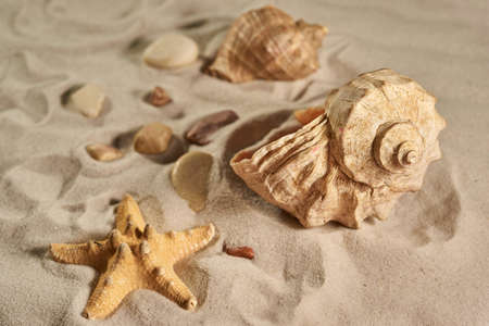 Starfish and sea shells on a beachの写真素材
