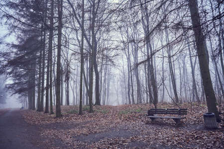 Misty landscape, foggy november forest, autumn garden