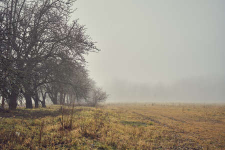 Misty landscape, foggy november forest, autumn garden