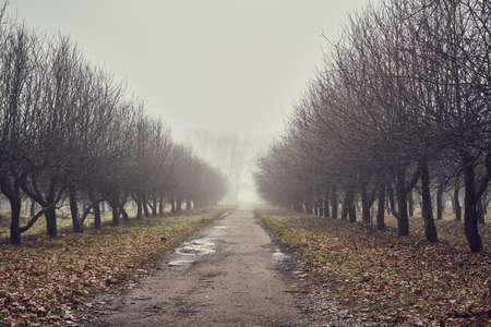 Misty landscape, foggy november forest, autumn gardenの写真素材