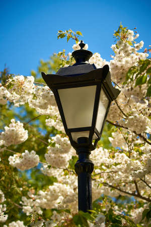 Beautiful sakura blooming in the Ukrainian botanical gardenの写真素材