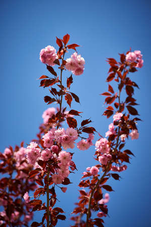 Beautiful sakura blooming in the Ukrainian botanical gardenの写真素材