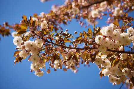 Beautiful sakura blooming in the Ukrainian botanical gardenの写真素材