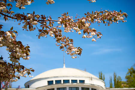 Beautiful sakura blooming in the Ukrainian botanical gardenの写真素材