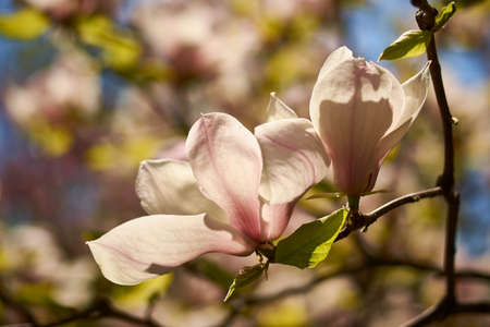 Beautiful magnolias blooming in the Ukrainian botanical gardenの写真素材