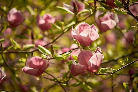 Beautiful magnolias blooming in the Ukrainian botanical gardenの写真素材
