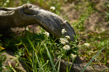 Chamomile flowers on the background of green grass and fallen treeの写真素材
