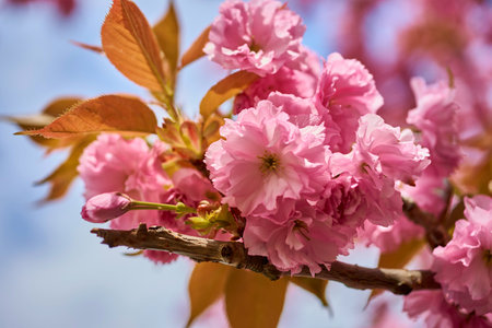 cherry blossom in spring, close-up of pink flowersの写真素材