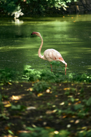 Greater flamingo in the park on a background of green foliageの写真素材