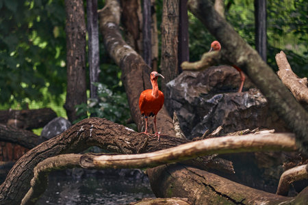 Red flamingo standing on a tree branch in a zoo. Wildlife scene from nature.