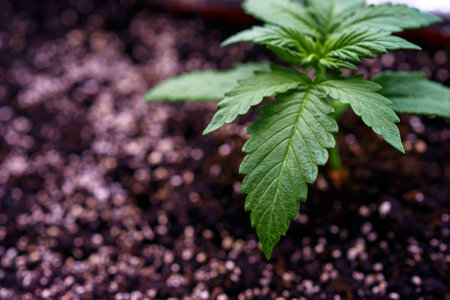 Cannabis seedling. Indoor cultivation. Marijuana cultivation in the home. Growing cannabis indica.の写真素材