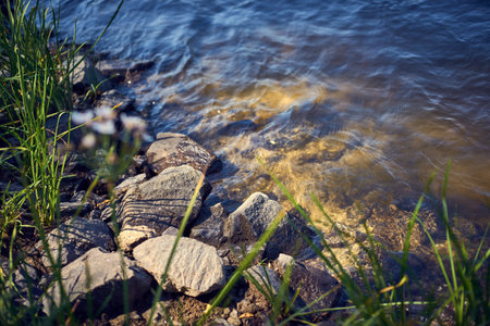 river shore with stones and grass on a sunny summer day, close-upの写真素材