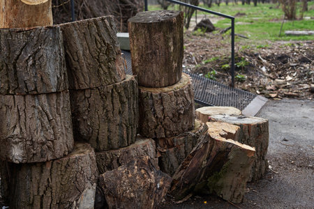 Pile of cut tree trunks in the park. Selective focus.