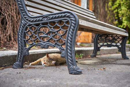 Cute cat sleeping on a bench in the street. Selective focus.の写真素材