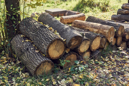 Pile of firewood in the autumn forest. Nature background.の写真素材