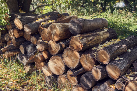 Pile of firewood in the autumn forest. Firewood backgroundの写真素材
