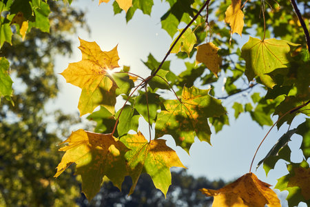 Maple leaves on a sunny day in autumn, close-upの写真素材