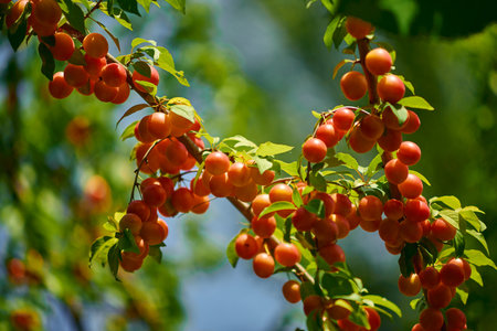 Tree with ripe red fruits on sunny day in garden.の写真素材