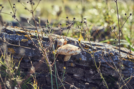 Mushroom growing on a fallen tree in the autumn forest.の写真素材