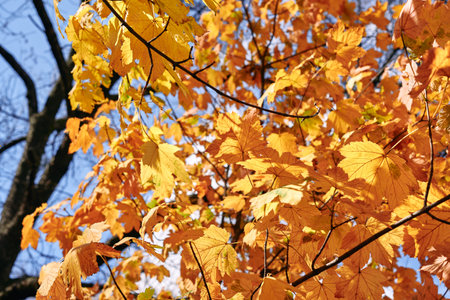 Yellow leaves on the branches of a tree in the autumn forest.の写真素材