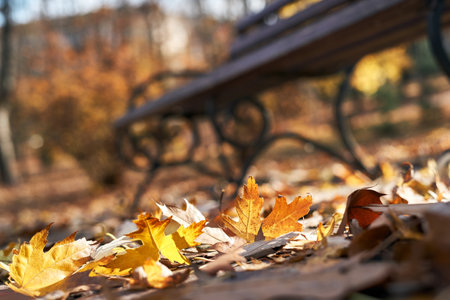 Autumn leaves on the ground in the city park. Selective focus.の写真素材