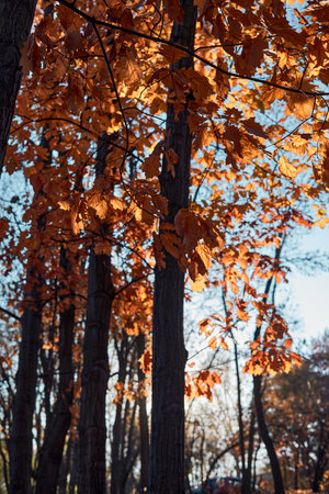Autumn leaves on the trees in the park. Colorful backgroundの写真素材